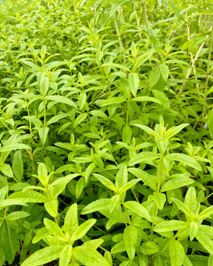 Verbena - Lemon