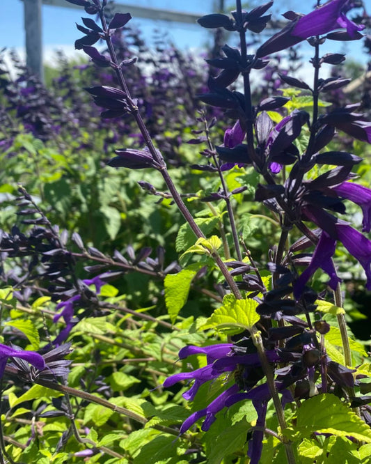 Salvia - Amistad - 1 Gallon