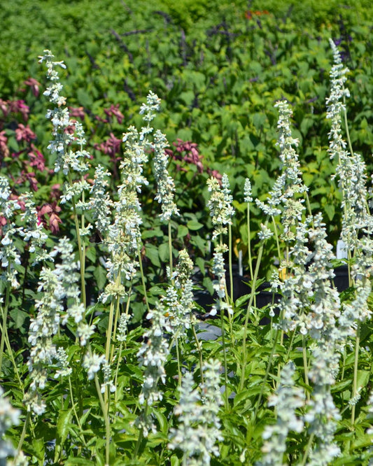 Salvia - Augusta Duelberg - 1 Gallon