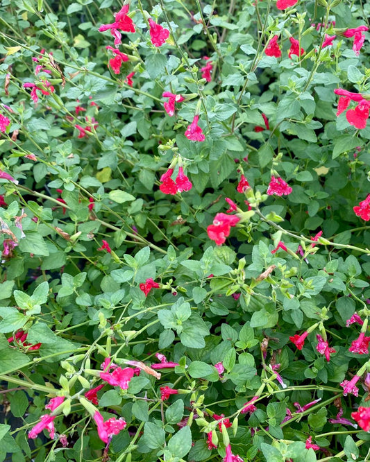 Salvia greggii - Hot Lips - 1 Gallon