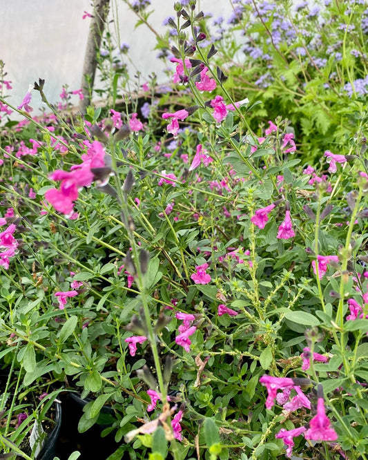 Salvia greggii - Raspberry - 1 Gallon