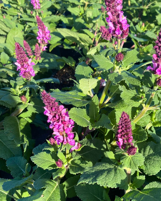 Salvia - Rose Marvel - 1 Gallon