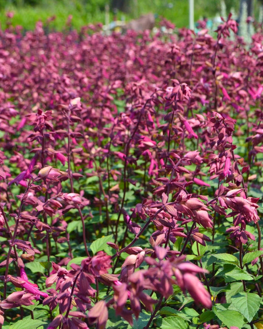 Salvia - Wendy's Wish - 1 Gallon