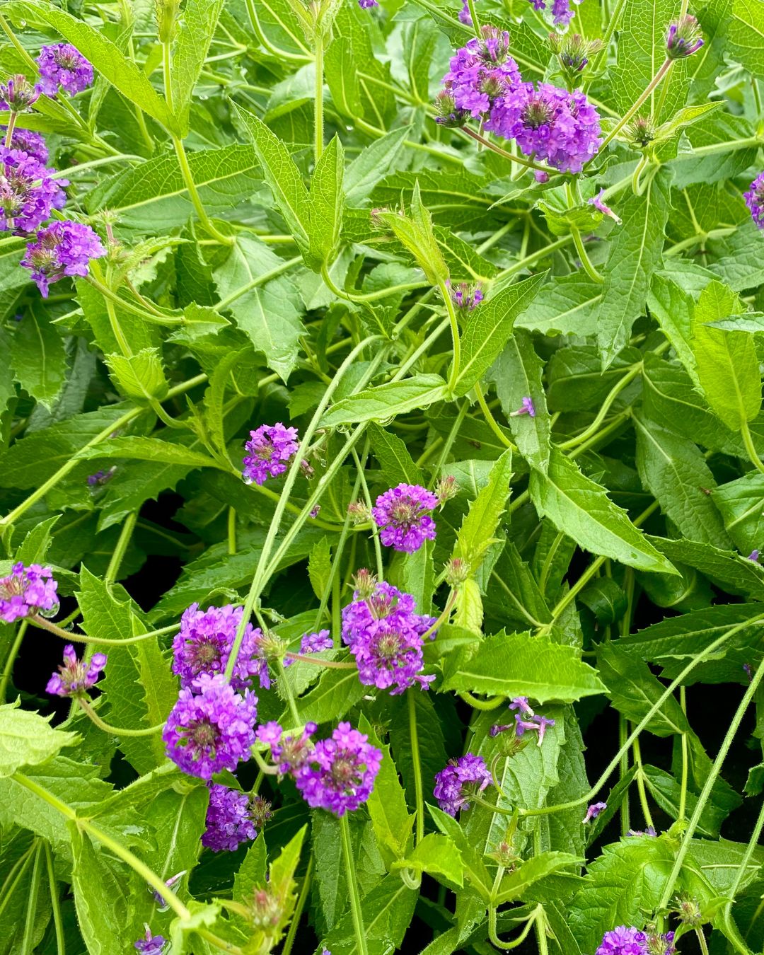 Verbena - Santos Purple - 1 Gallon