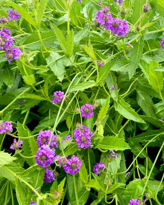 Verbena - Santos Purple - 1 Gallon